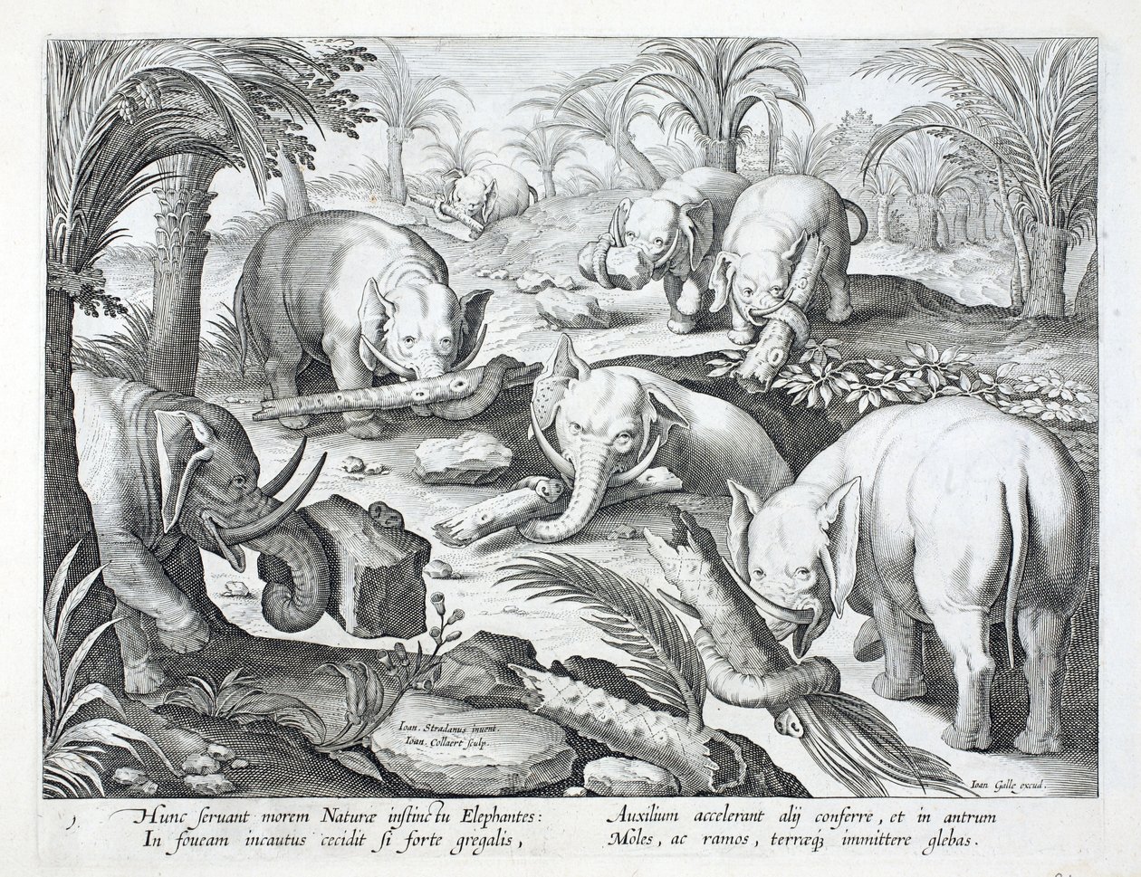 Stado słoni instynktownie buduje pułapkę, ilustracja z „Venationes, Ferarum, Avium, Piscium” (O polowaniu: dzikie zwierzęta, ptaki, ryby), ryt. Jan Collaert (1566-1628), wyd. przez Philli autorstwa Jan van der Straet