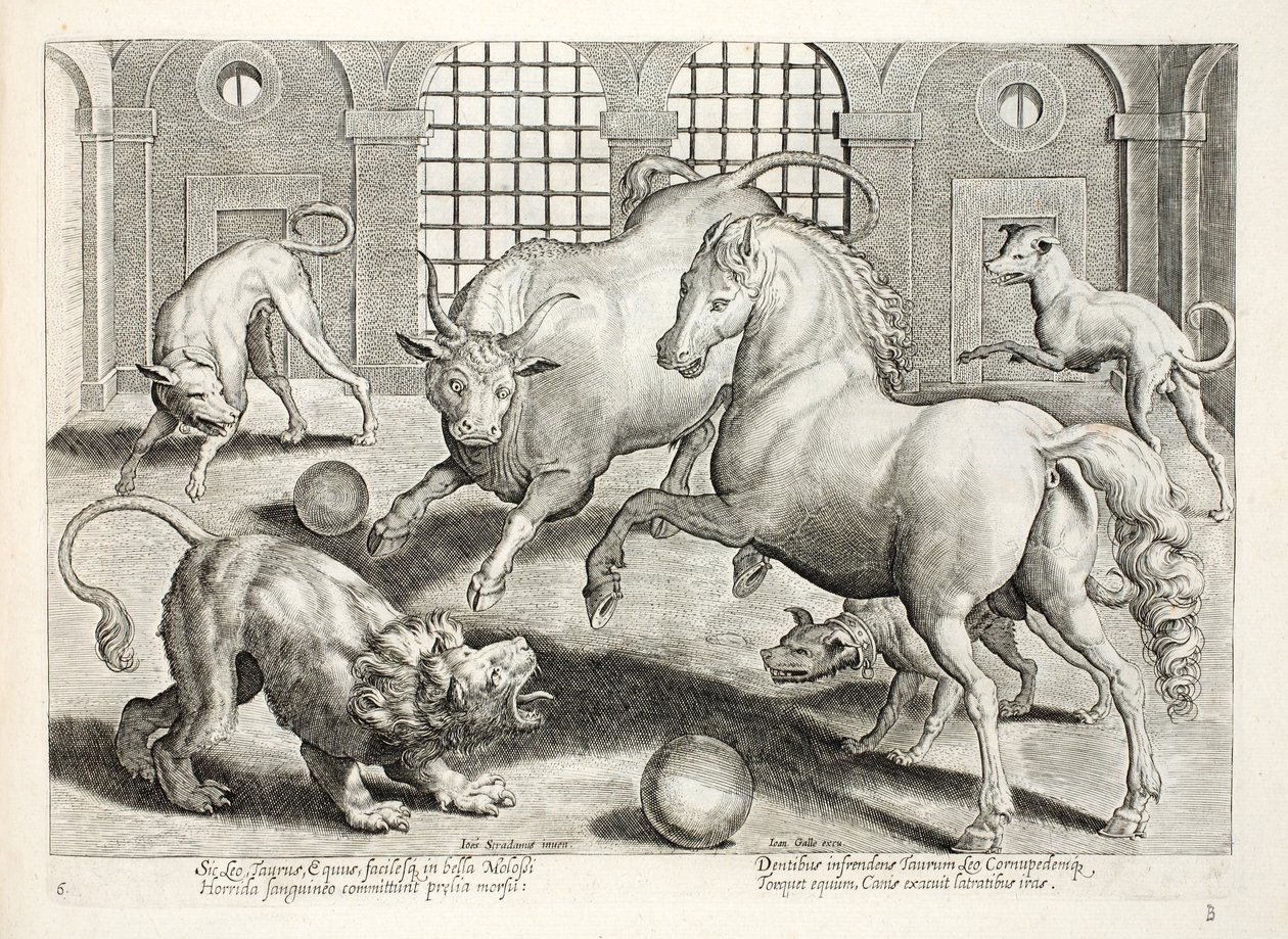 Zacięta, krwawa walka lwa, byka i konia, w otoczeniu rozwścieczonych szczekających psów, ilustracja z „Venationes, Ferarum, Avium, Piscium” (O polowaniu: Dzikie zwierzęta, ptaki, ryby), rycina Ja autorstwa Jan van der Straet