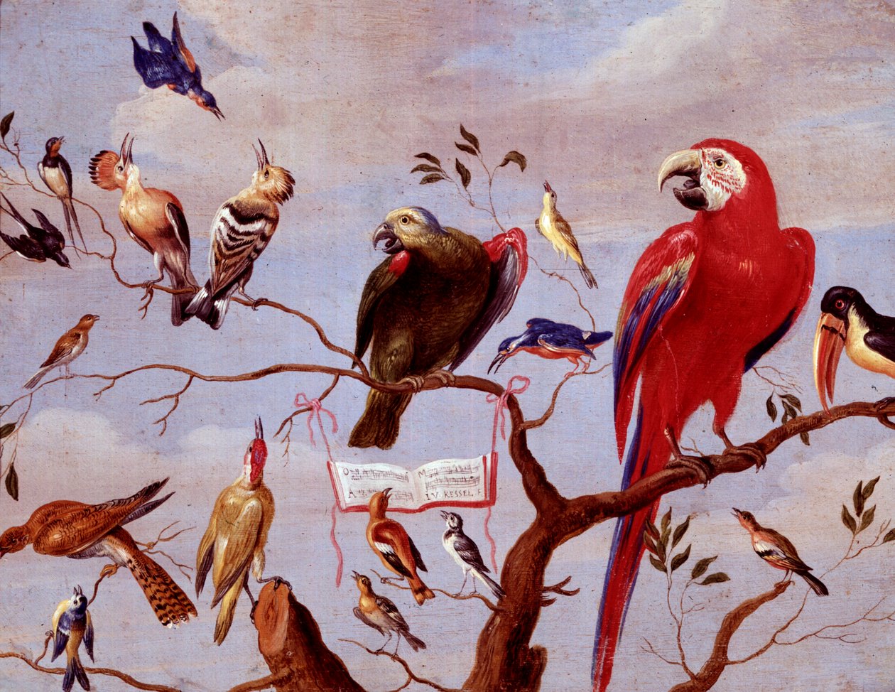 Chór ptaków, ok. 1650-1675 (olej na metalu) autorstwa Jan van Kessel the Elder
