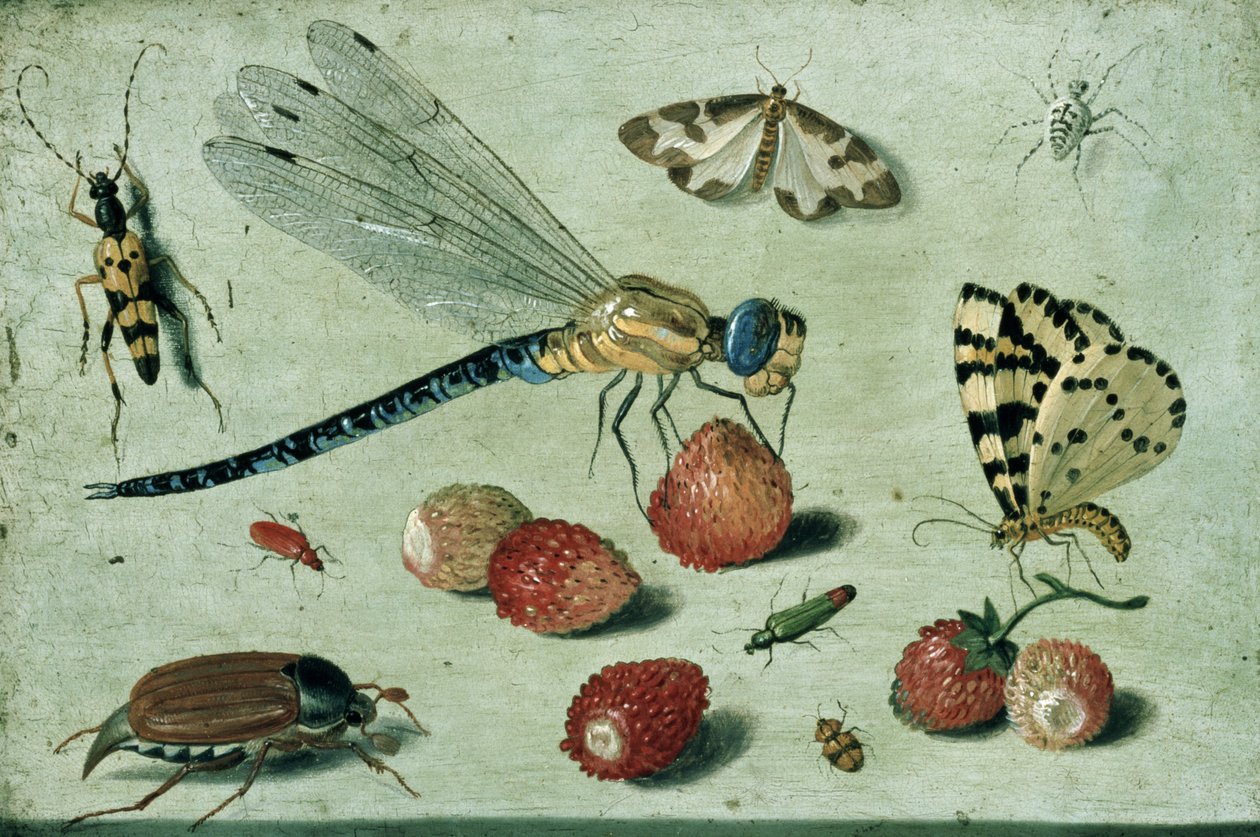 Ważka, dwie ćmy, pająk i kilka chrząszczy, z dzikimi truskawkami, XVII w. (olej na miedzi) autorstwa Jan van Kessel the Elder