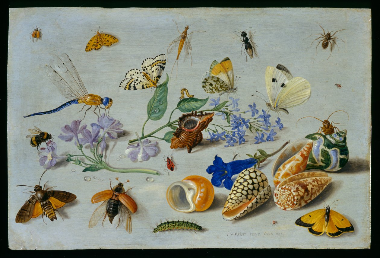 Motyle i inne owady, 1661 (olej na miedzi) autorstwa Jan van Kessel the Elder