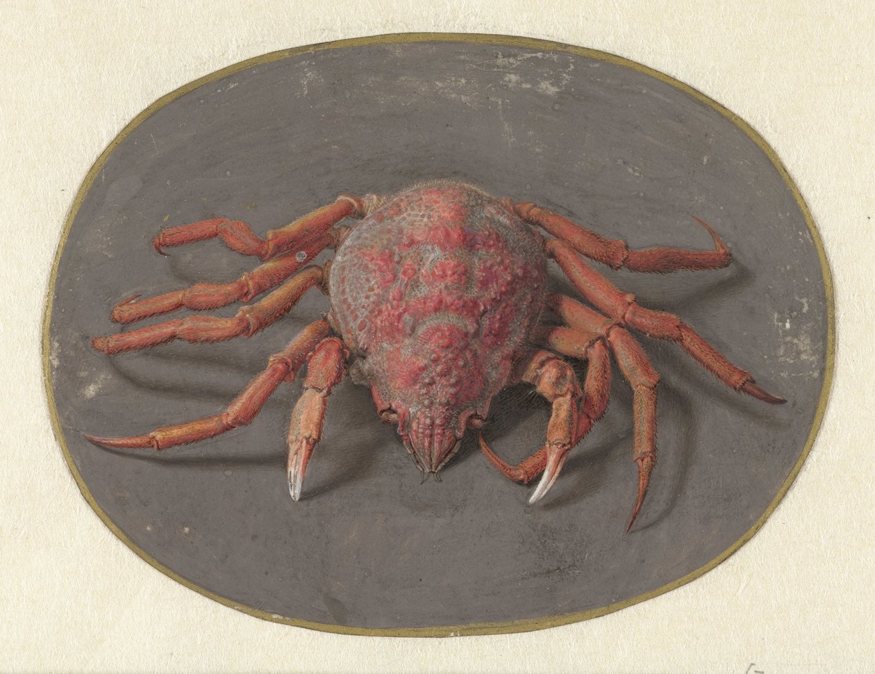 Krab Zwierzęta (tytuł serii) autorstwa Jan Augustin van der Goes