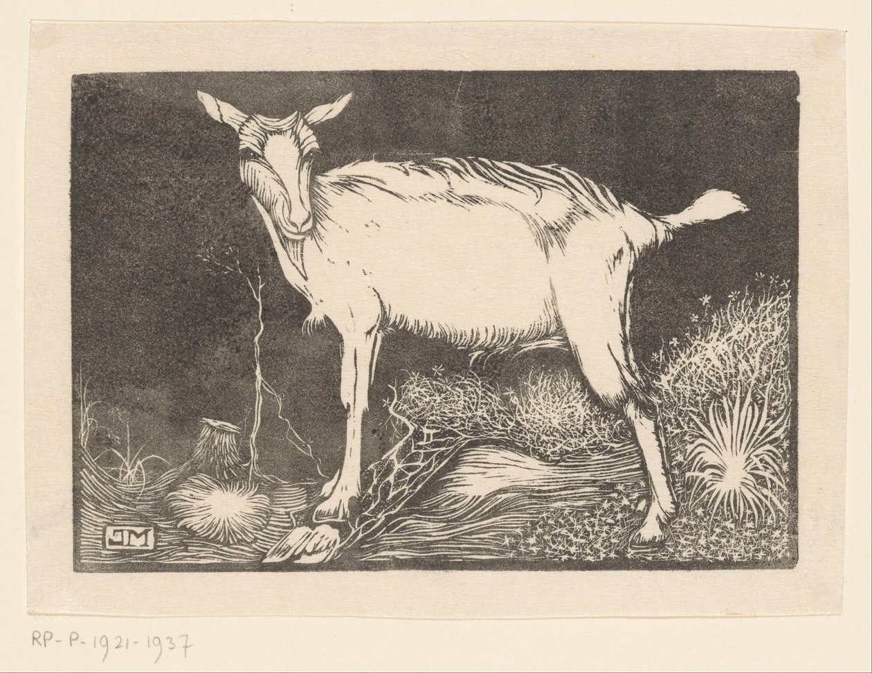 biała koza autorstwa Jan Mankes