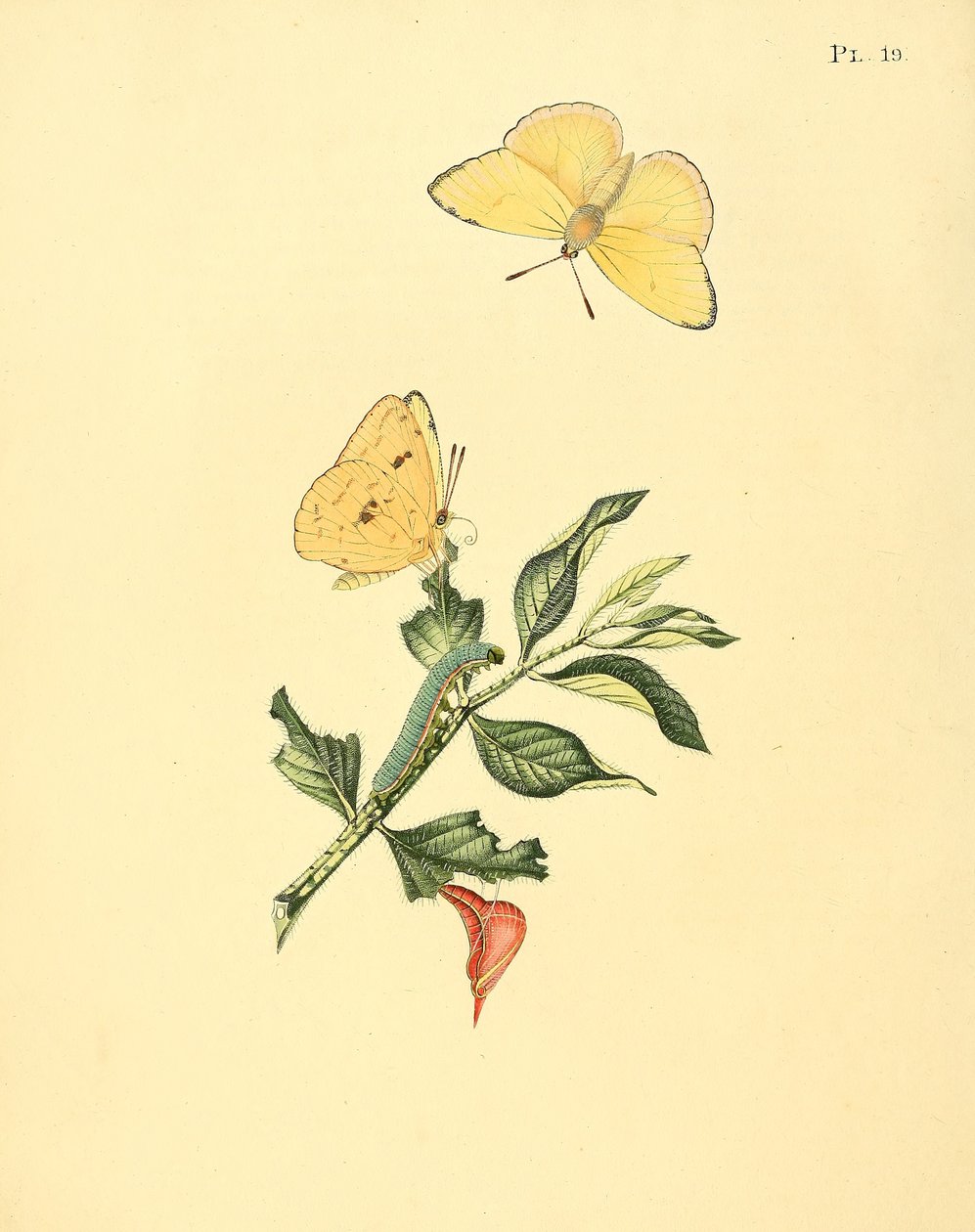 Phoebus senna (jako syn. Papilio hyperici) autorstwa Jan Sepp
