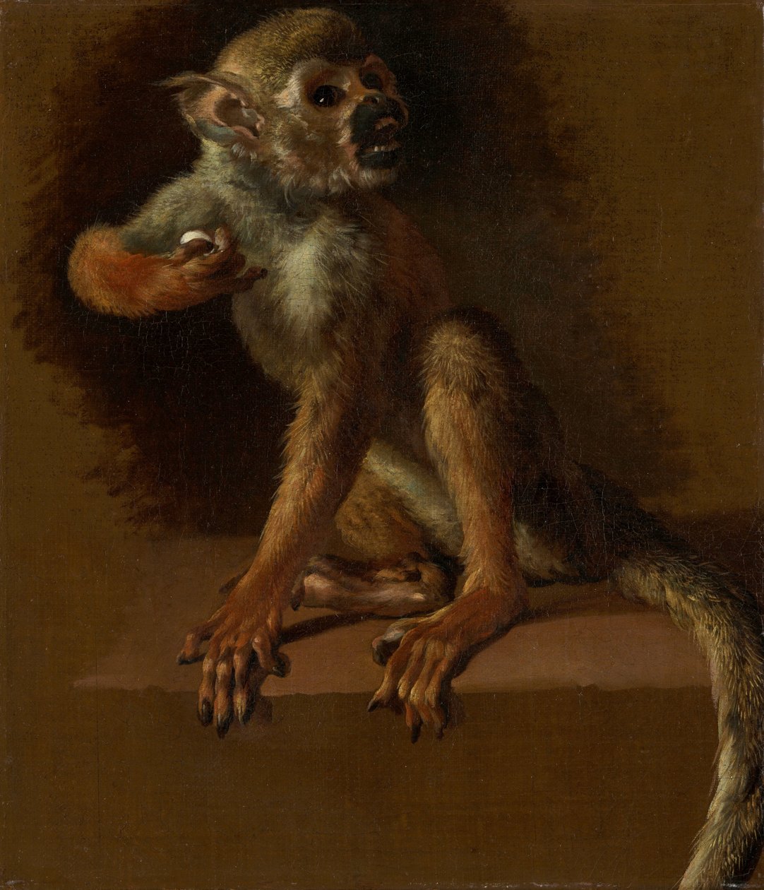 Siedząca małpa autorstwa Jan Baptist Weenix