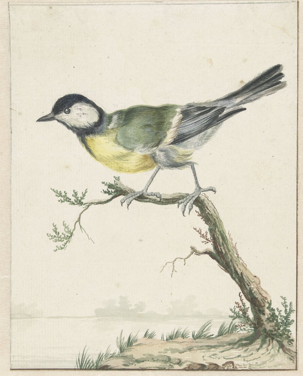 Sikora węglowa autorstwa Jan Baptist Weenix