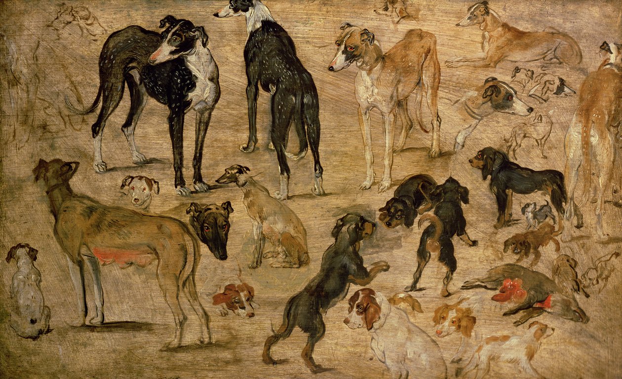 Studium psów gończych, 1616 autorstwa Jan the Elder Brueghel