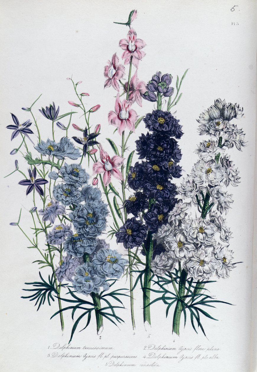 Delphiniums, tablica 3 z "The Ladies