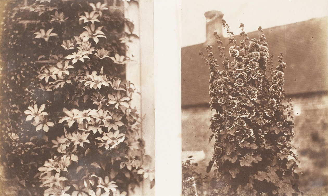 Clematis Cerulea, Malwy, 1853-56. autorstwa Jane Martha St. John