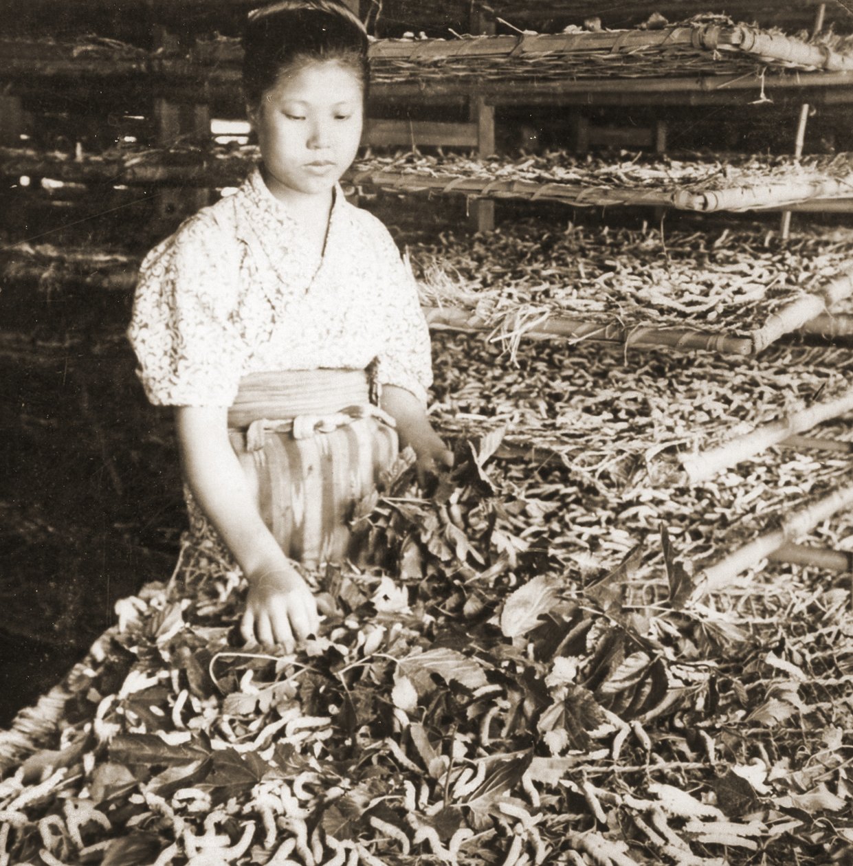 Karmienie młodych jedwabników liśćmi morwy, ok. 1900 (zdjęcie albumu) autorstwa Japanese Photographer