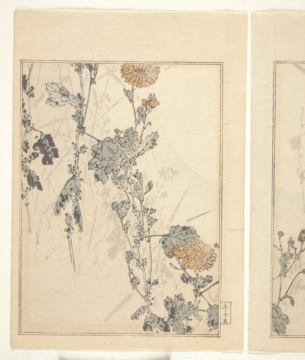 Chryzantemy (drzeworyt kolorowy) (patrz także 374401) autorstwa Japanese School