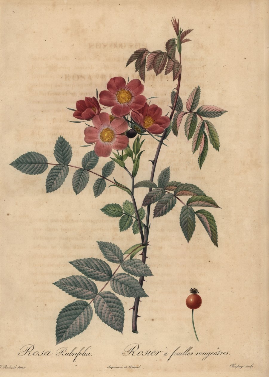 Czerwona róża, Rosa glauca. autorstwa Jean Baptiste Chapuy