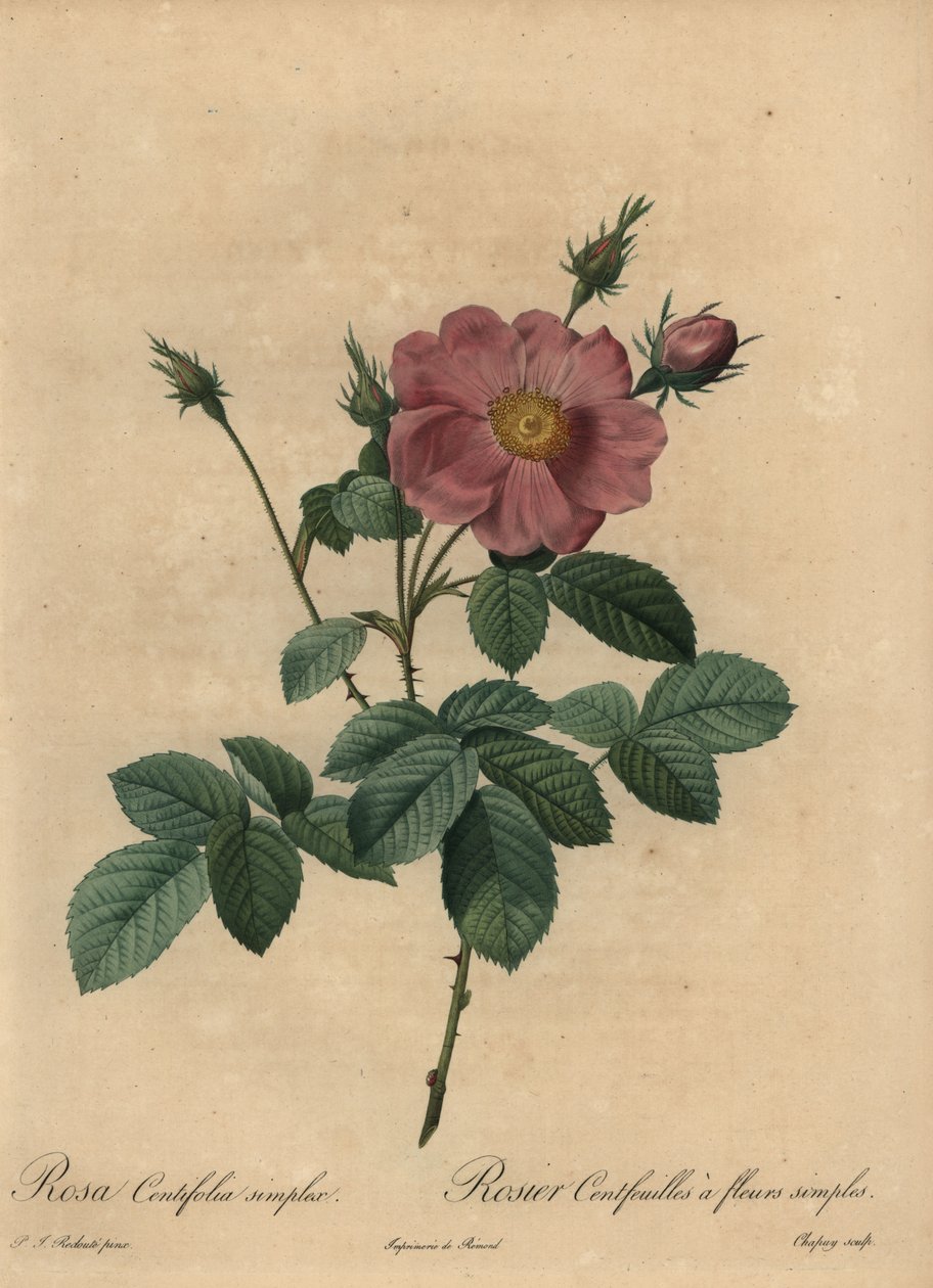 Różowa róża, Rosa centifolia simplex. autorstwa Jean Baptiste Chapuy