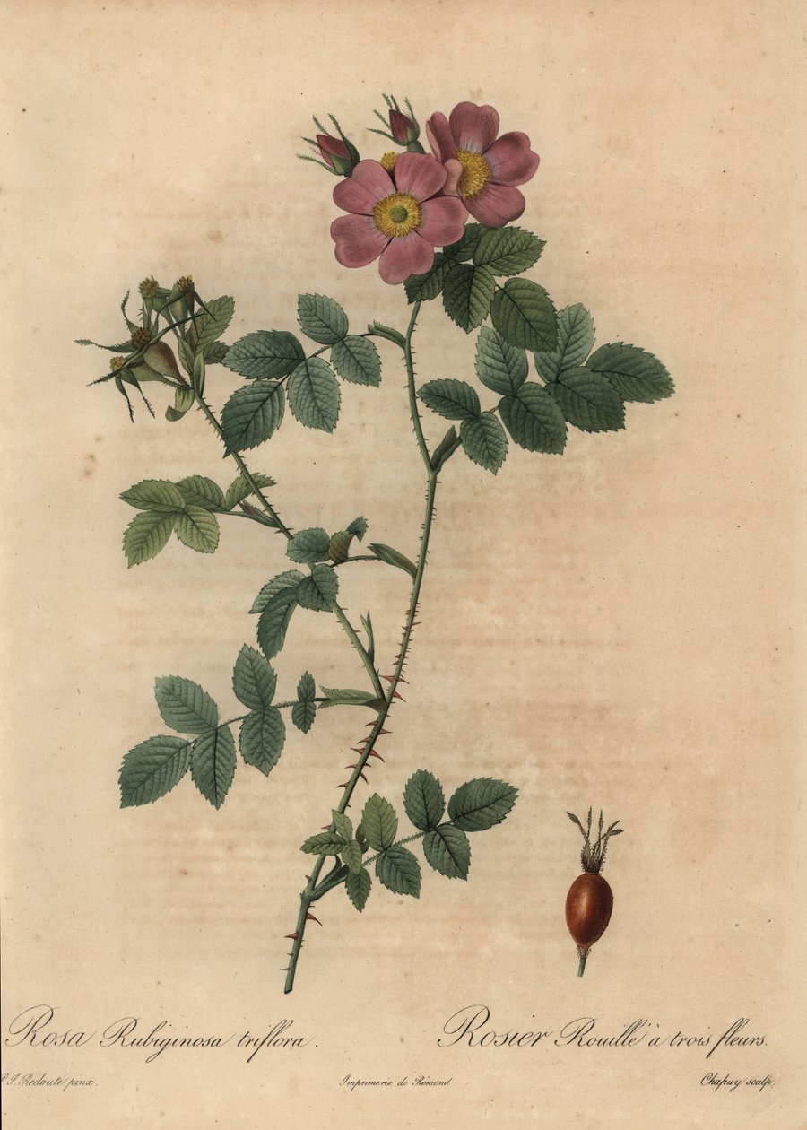 Różowa róża cukrowa, Rosa rustinosa. autorstwa Jean Baptiste Chapuy