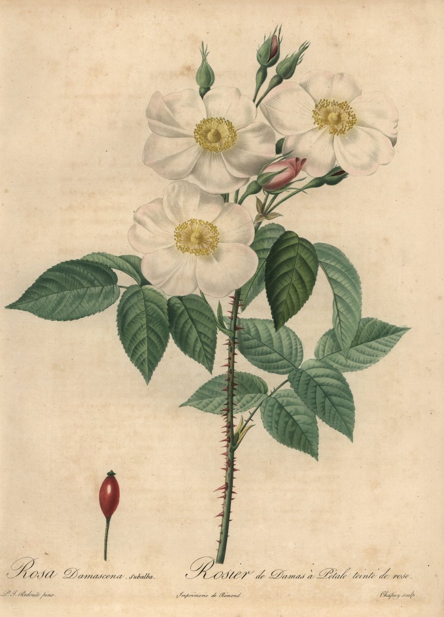 Biała róża damasceńska, Rosa x damascena. autorstwa Jean Baptiste Chapuy