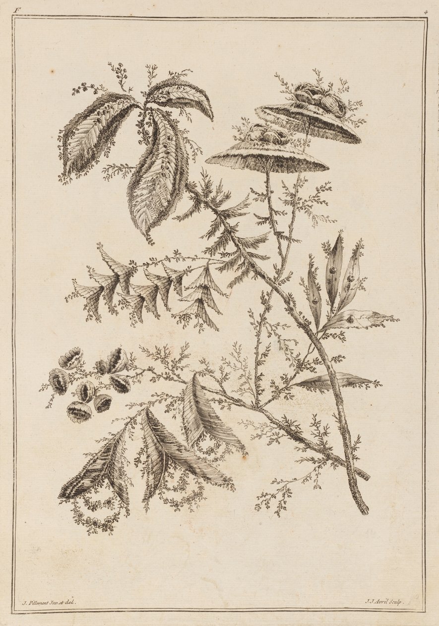 Kwiat Koni autorstwa Jean Baptiste Pillement