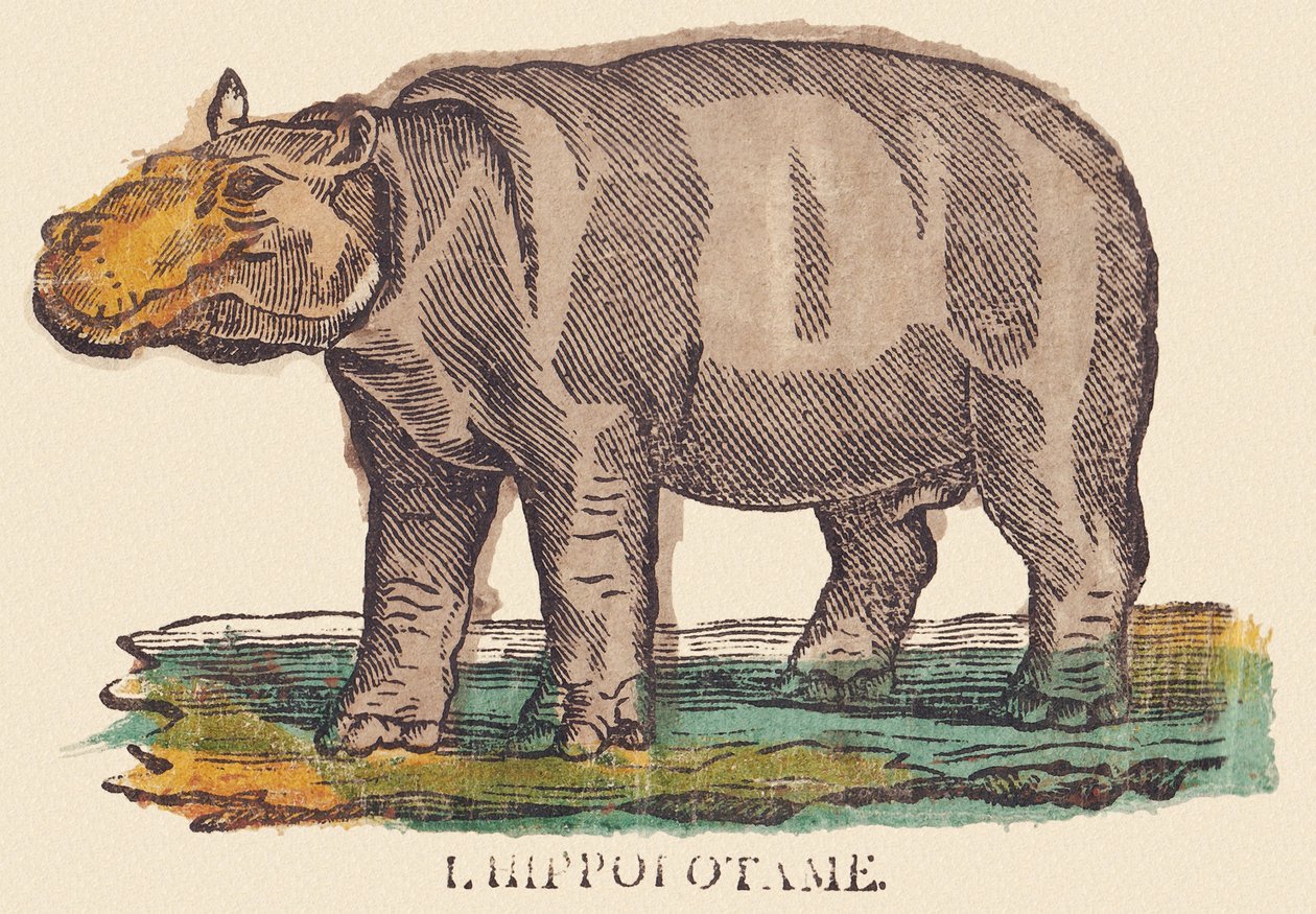 Hipopotam, ok. 1840-1852 (litografia) autorstwa Jean Baptiste Thiebault