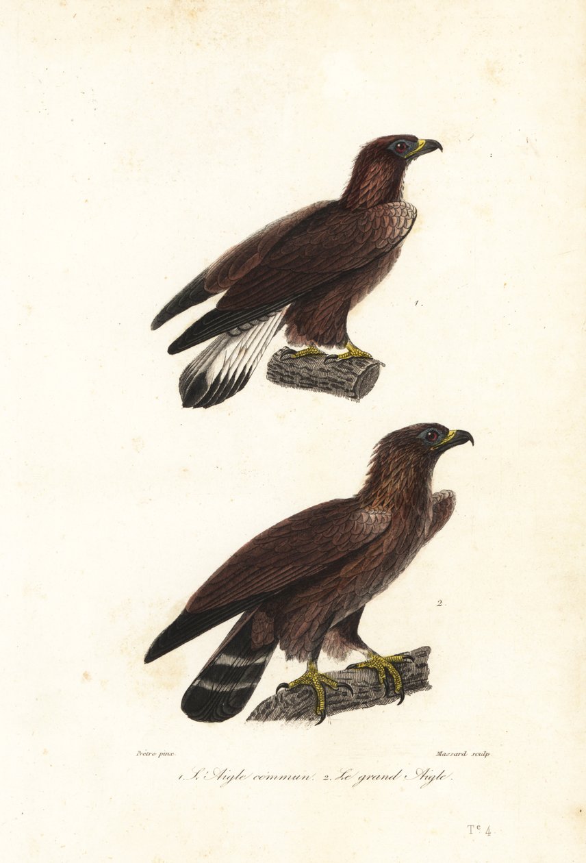Orzeł przedni, Aquila chrysaetos. autorstwa Jean Gabriel (after) Pretre