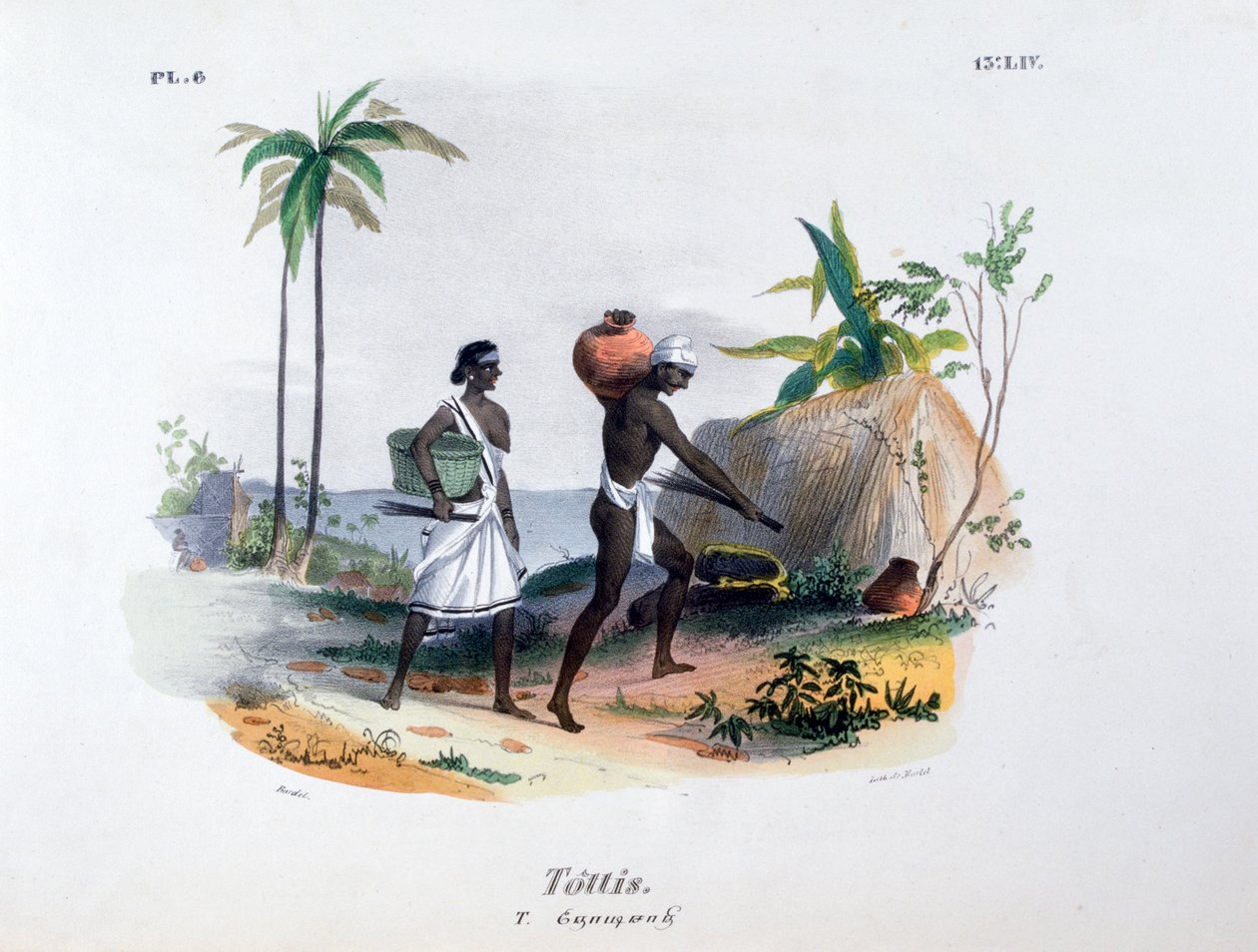 Tottis, 1828 autorstwa Jean Henri Marlet