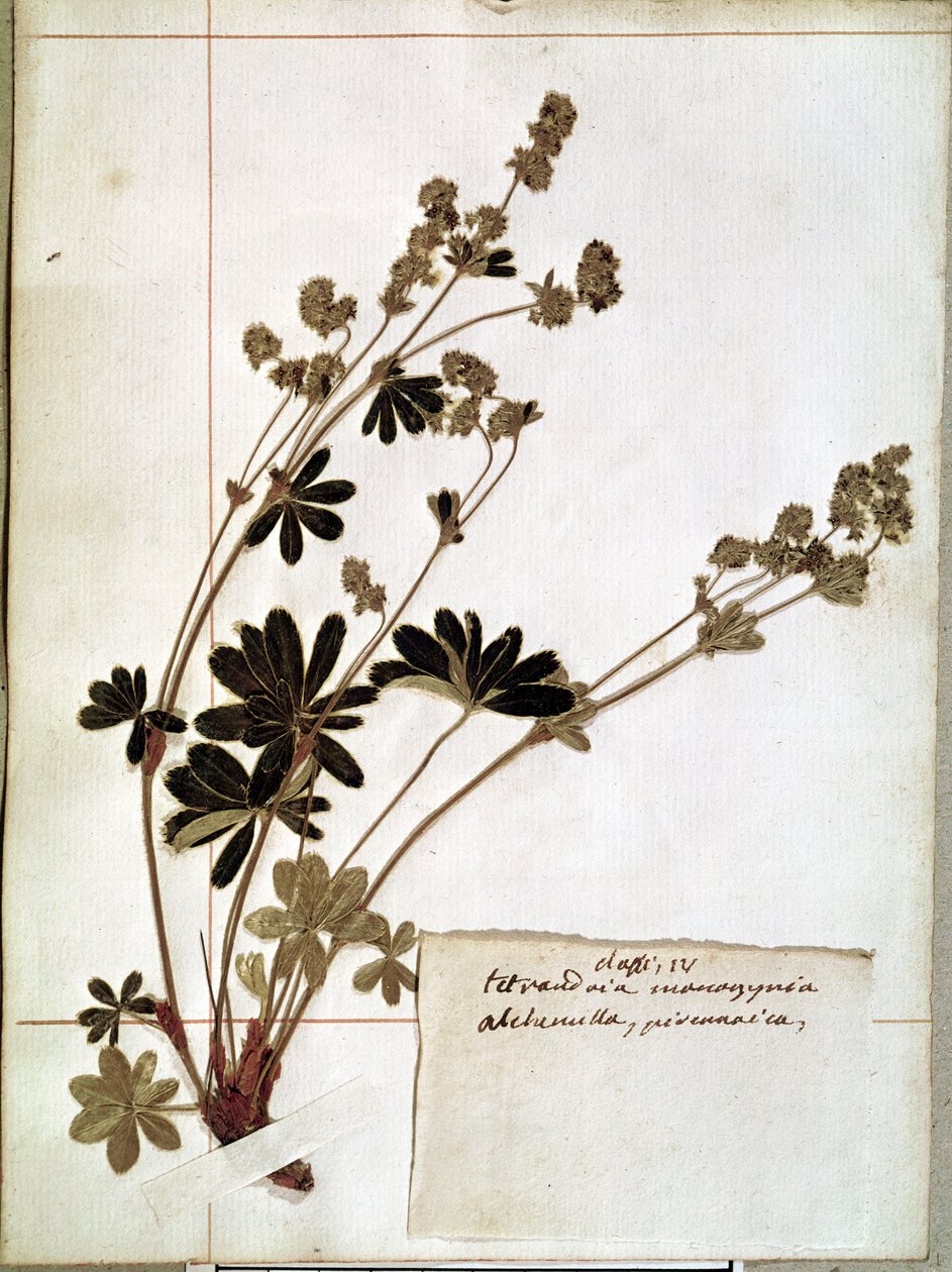 Alchemilla z Herbarium (kwiaty prasowane) autorstwa Jean Jacques Rousseau
