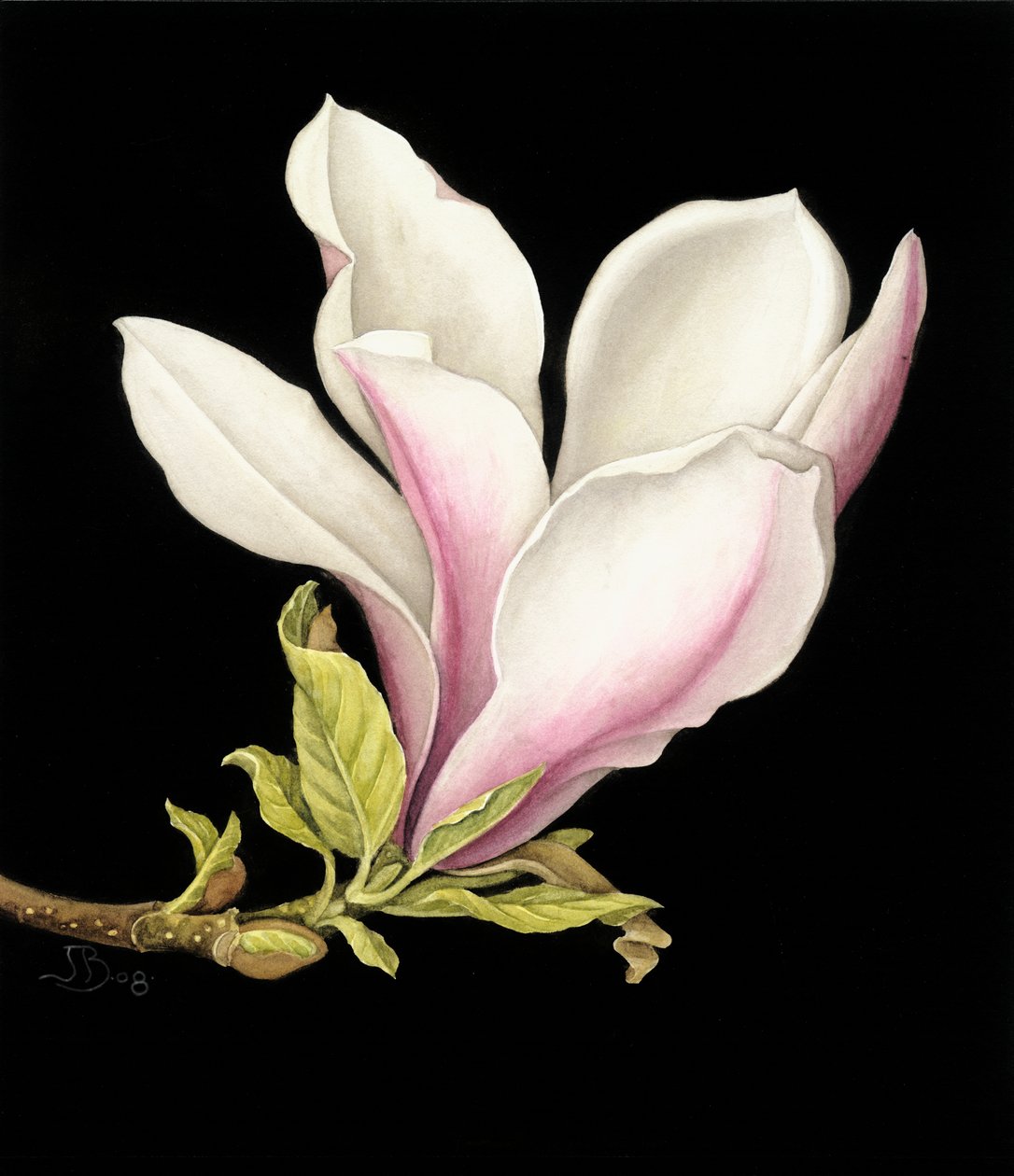 Magnolia autorstwa Jenny Barron