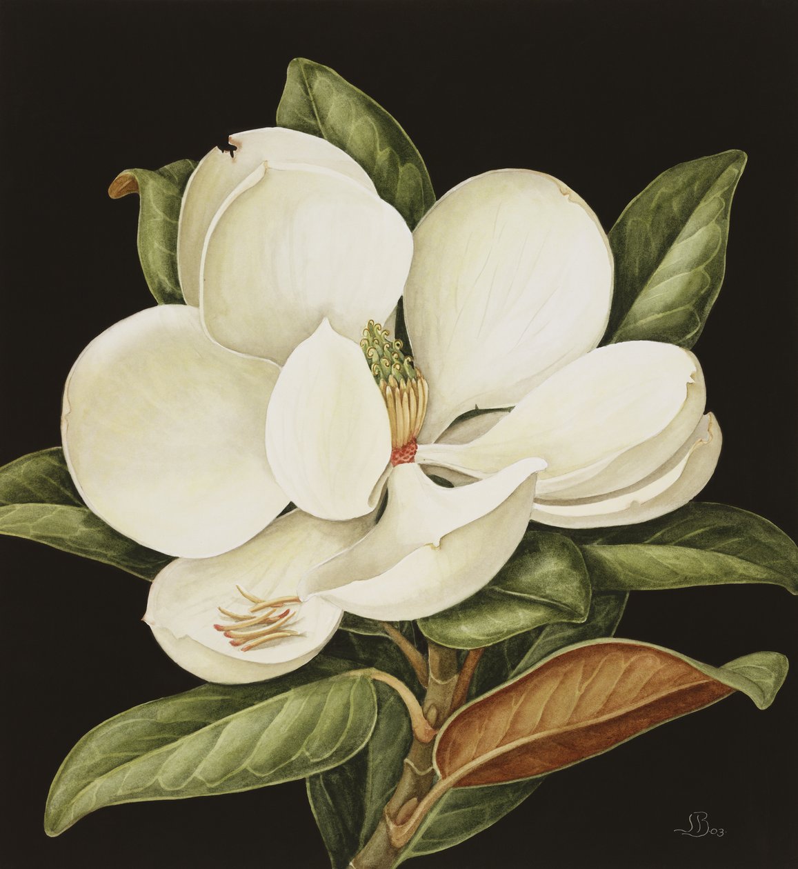 Magnolia Grandiflora, 2003 (wc na papierze) autorstwa Jenny Barron