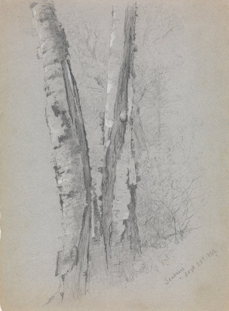 Studium skrybów pni brzozowych”, 1869. autorstwa Jervis McEntee