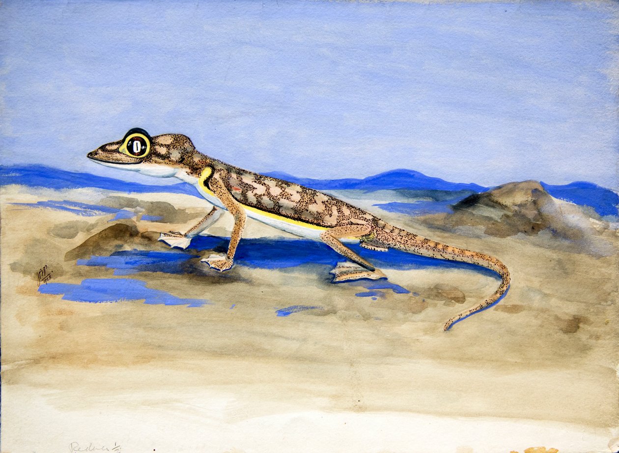 Palmatogecko rangei Anderson, 1928 (wc na papierze) autorstwa Joan Procter