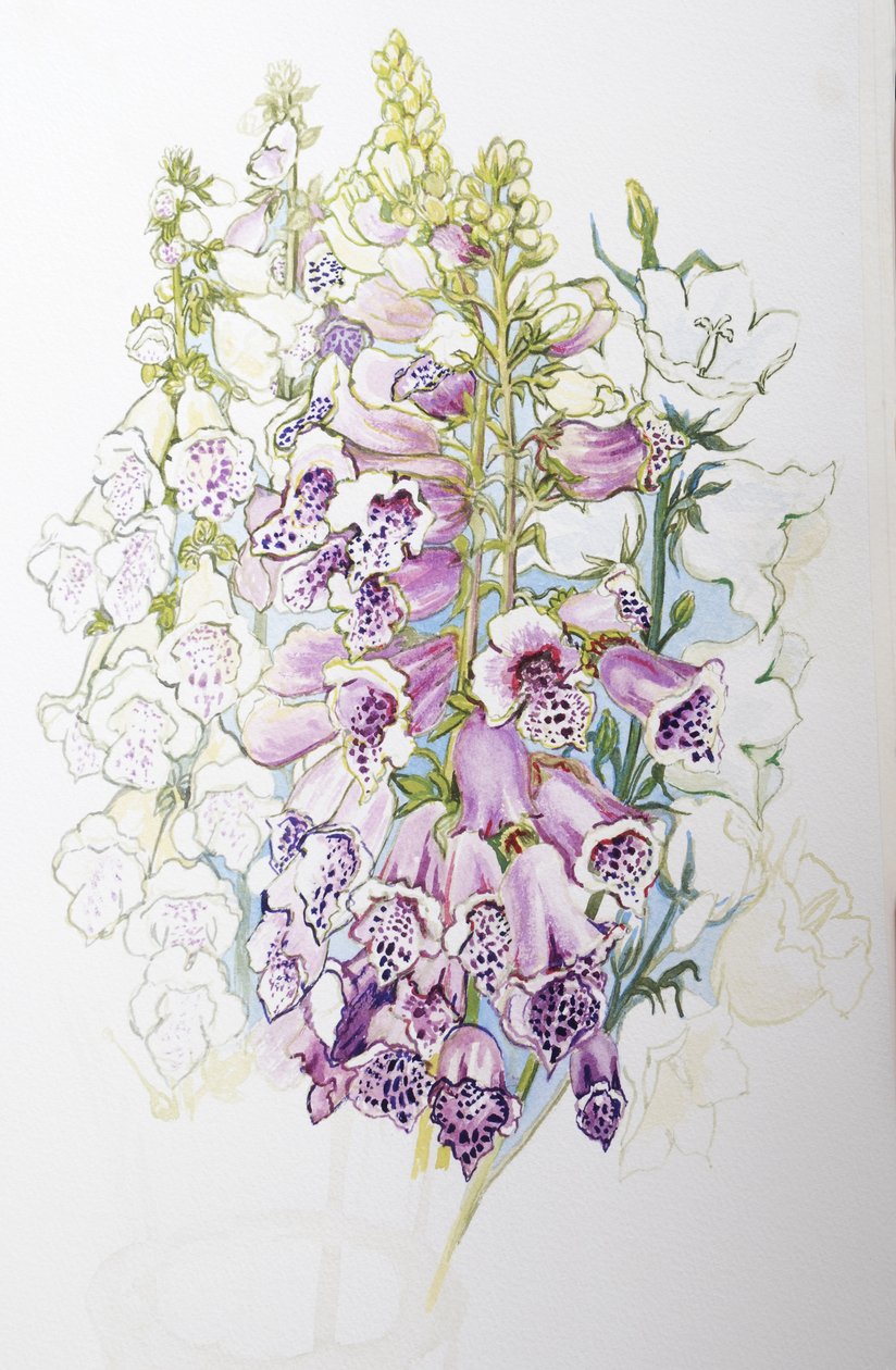 Naparstnice i białe dzwonki, 2012, (wc na papierze czerpanym) autorstwa Joan Thewsey