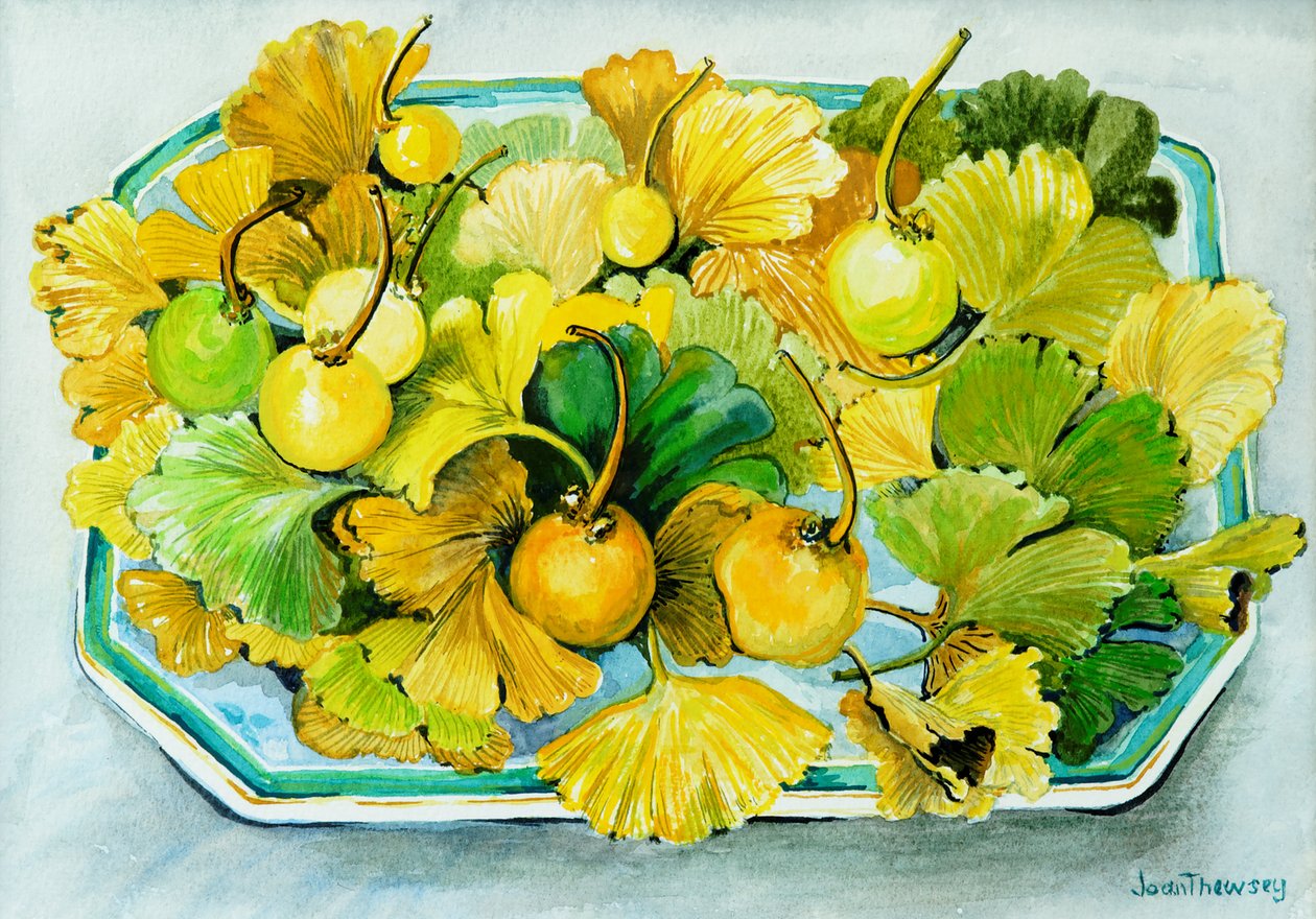Ginkgo, owoce i liście, 2010, akwarela autorstwa Joan Thewsey