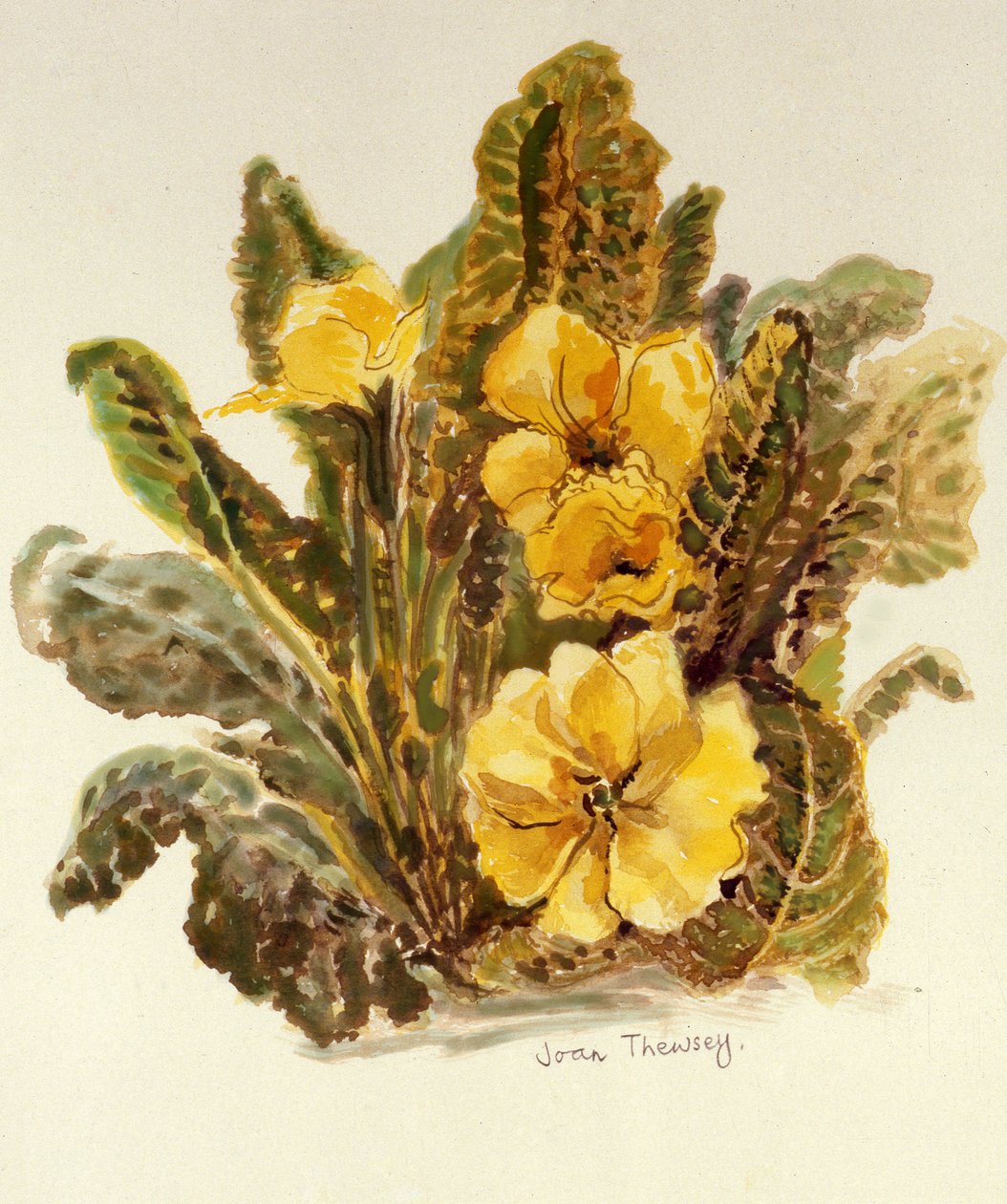 Pierwiosnek, 2010, akwarela na papierze czerpanym, autorstwa Joan Thewsey