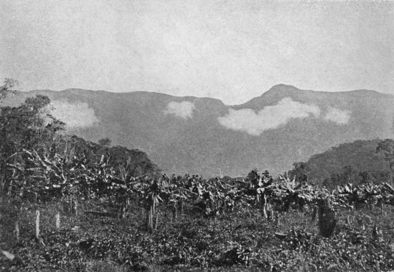 „Bananal Cubatao”, Banany, Cubato, 1895 autorstwa Johan Albert Constantin Lofgren