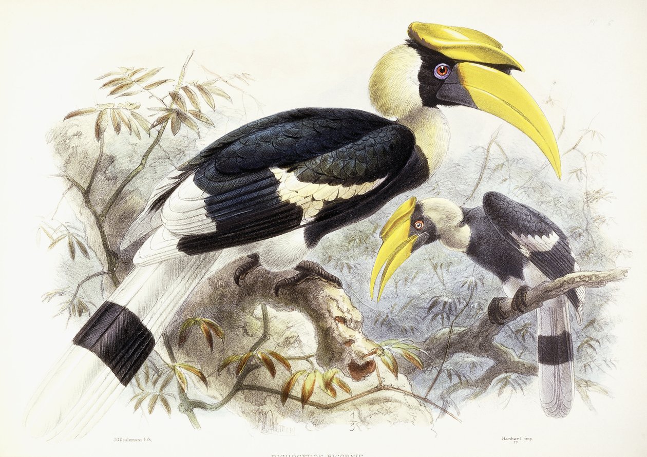 Dichocerus Bicornis, 1876-1882 autorstwa Johan Gerard Keulemans
