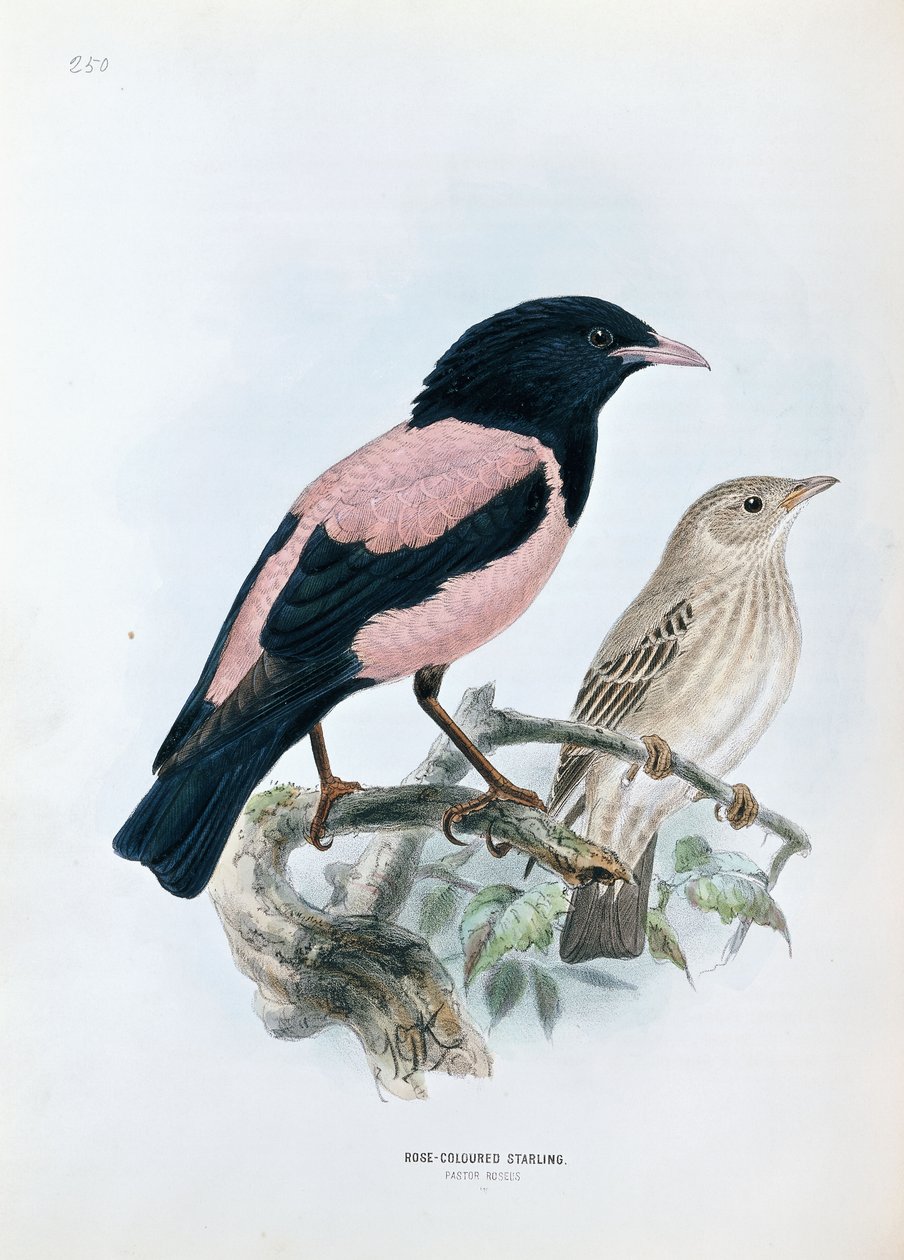 Szpak różany autorstwa Johan Gerard Keulemans