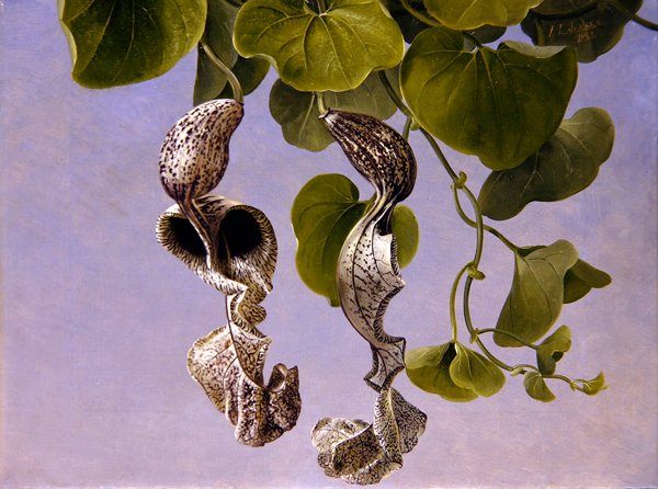 Kwiaty Osterluzei (Aristolochia Cymbifera) autorstwa Johan Laurents Jensen