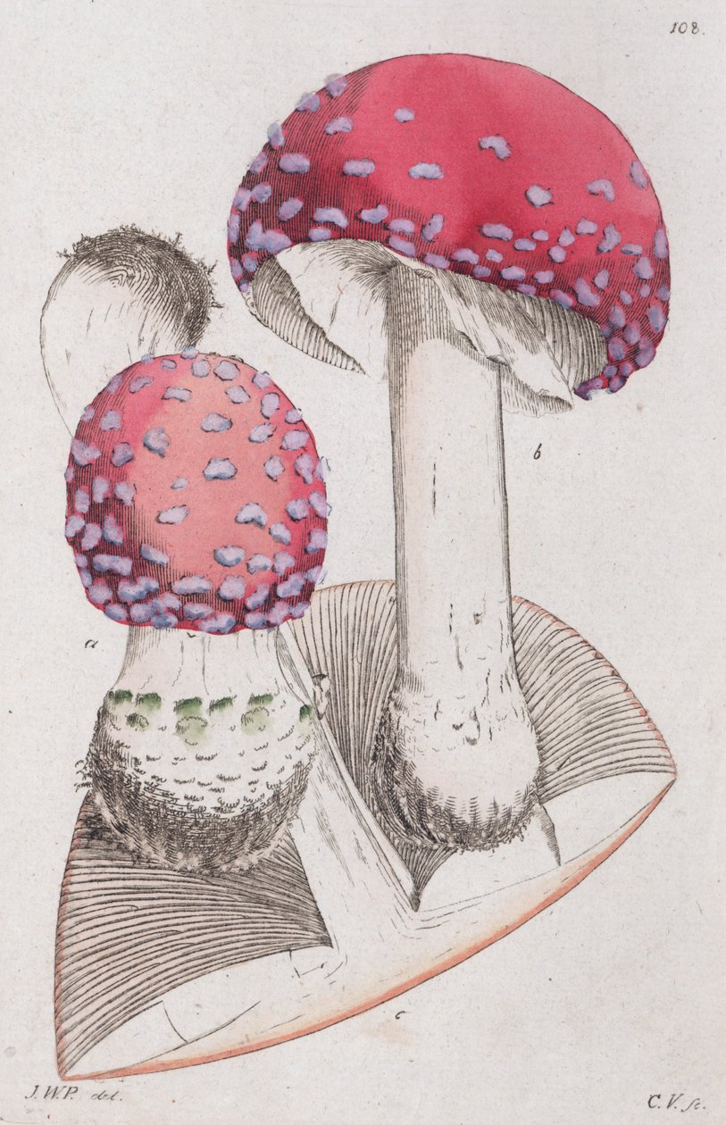 Amanita muscaria, 1804-1811 autorstwa Johan Wilhelm Palmstruch