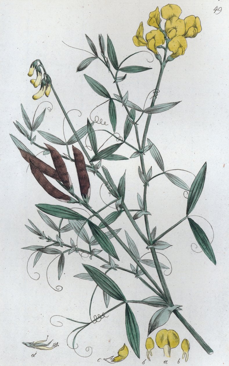 Wyka łąkowa Lathyrus pratensis, 1804-1811 autorstwa Johan Wilhelm Palmstruch