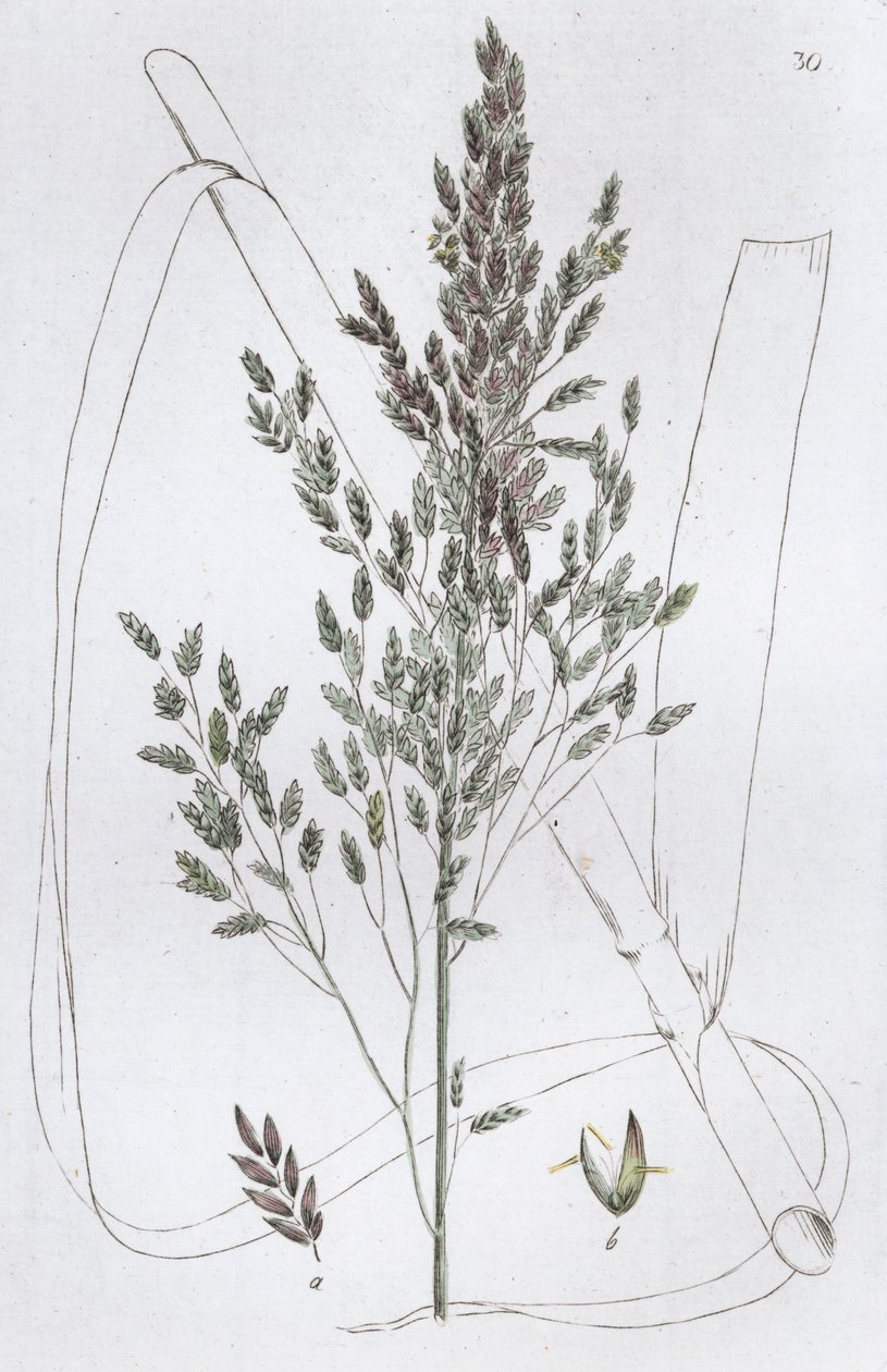 Reed Sweet Grass Poa aquatica, 1804-1811 autorstwa Johan Wilhelm Palmstruch