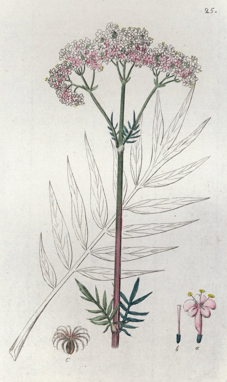 Walerian Valeriana officinalis, 1804-1811 autorstwa Johan Wilhelm Palmstruch