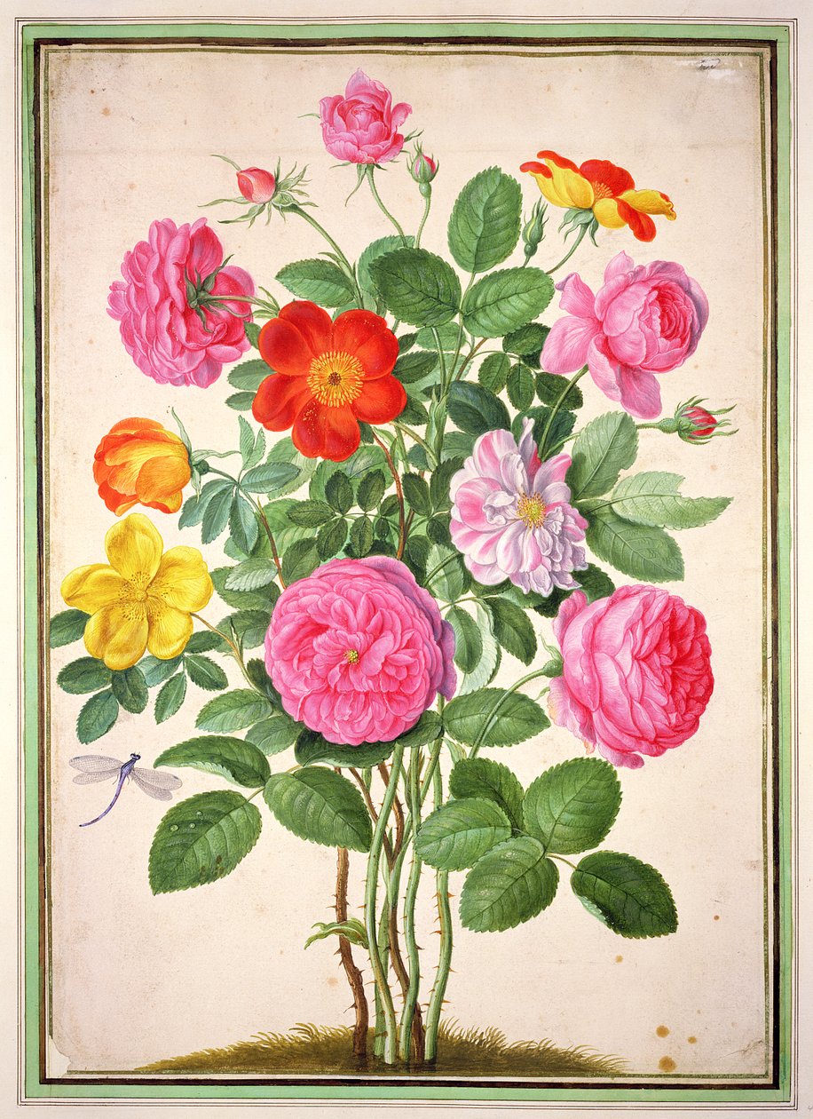 Róże, płyta 4 z Nassau Florilegium autorstwa Johann Jakob Walther