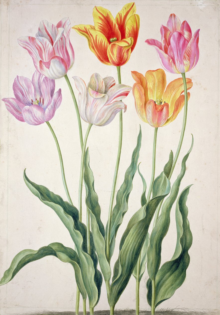 Tulipany z 