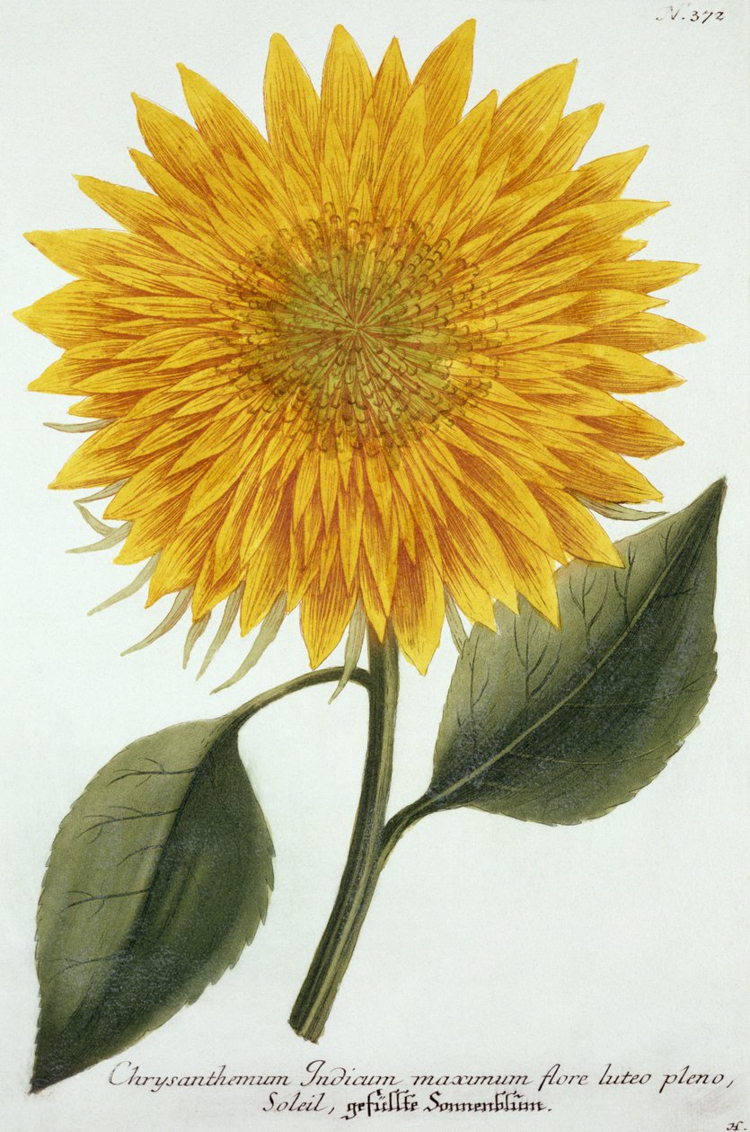 Chrysanthemum Indicum z „Pythanthoza Iconographica”, wydana w Niemczech, 1737-45 autorstwa Johann Wilhelm Weinman