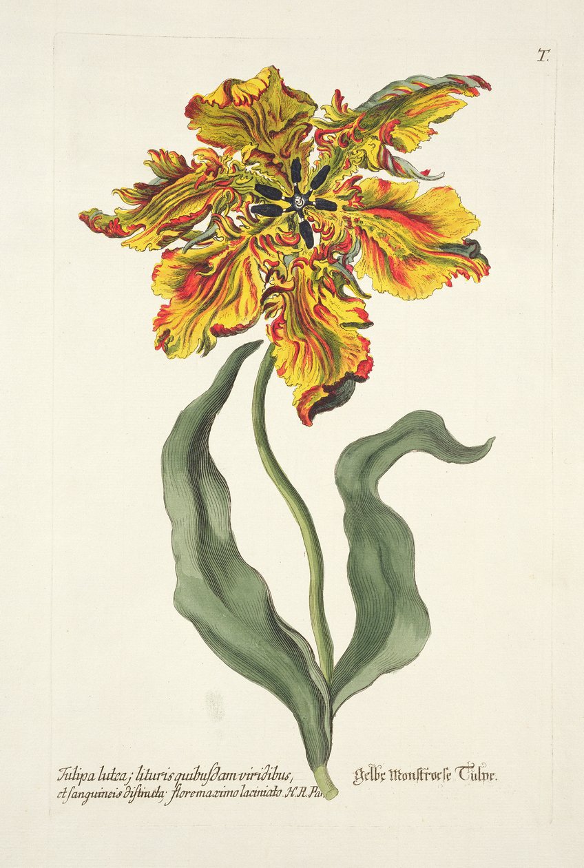 Tulipa Lutea z „Phythanthoza Iconographica”, wydana w Niemczech, 1737-45 autorstwa Johann Wilhelm Weinman