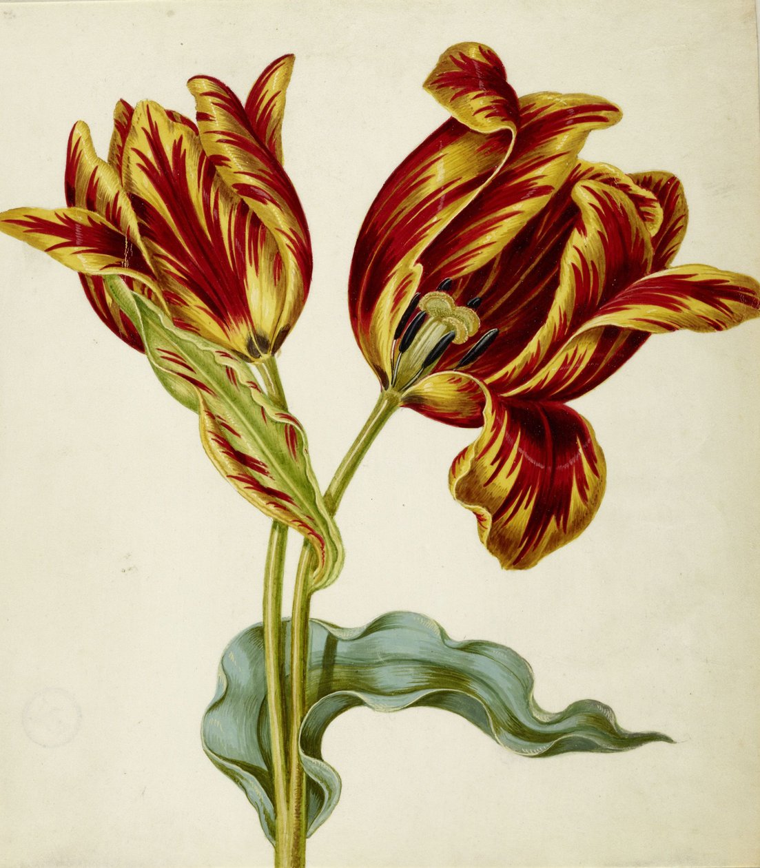 Tulipan, ok. 1660. autorstwa Johann Bartholomäus Braun