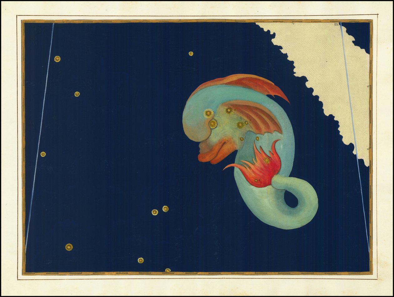 Johann Bayer, Delphinus autorstwa Johann Bayer
