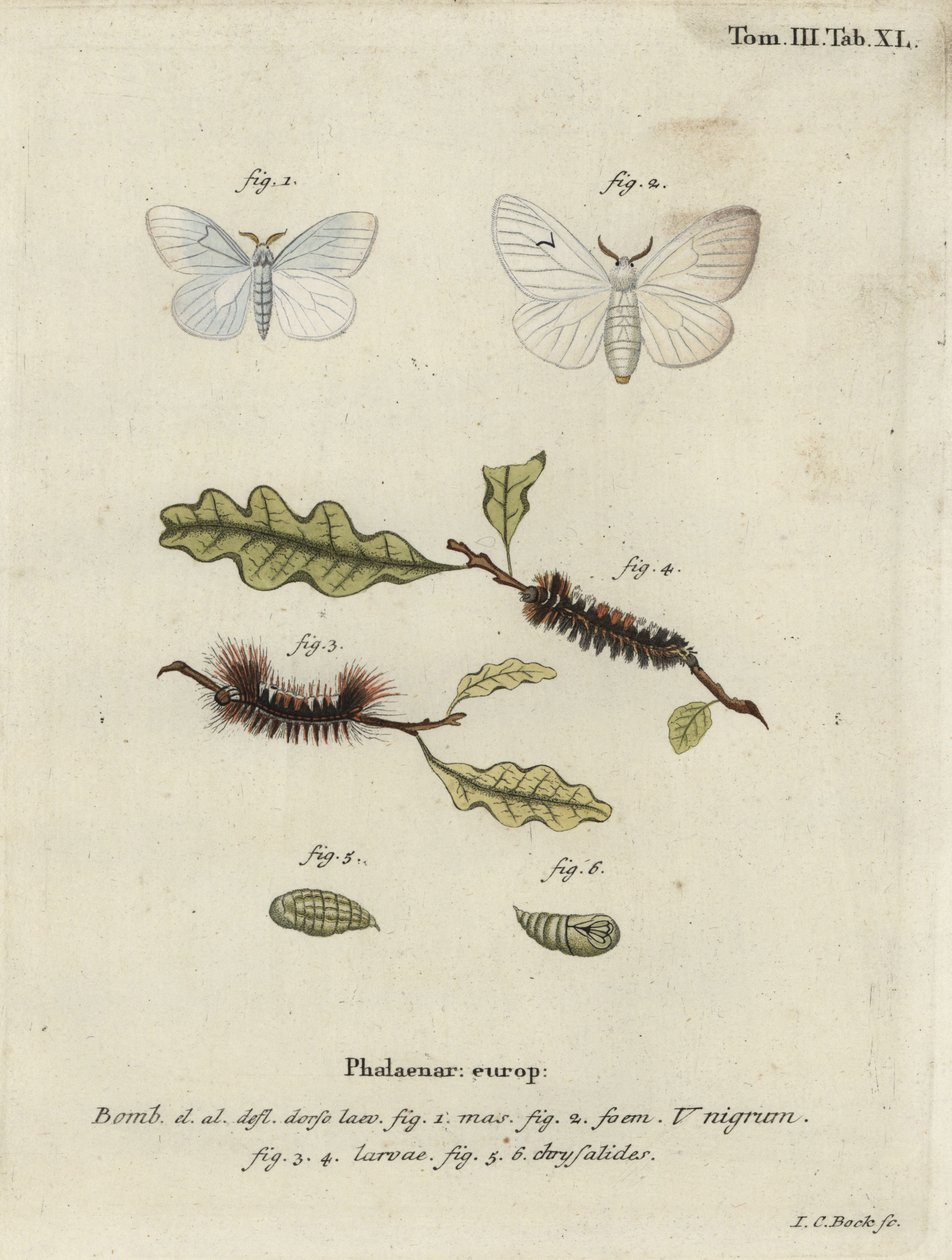 Czarna ćma V, Arctornis l-nigrum. autorstwa Johann Carl Bock