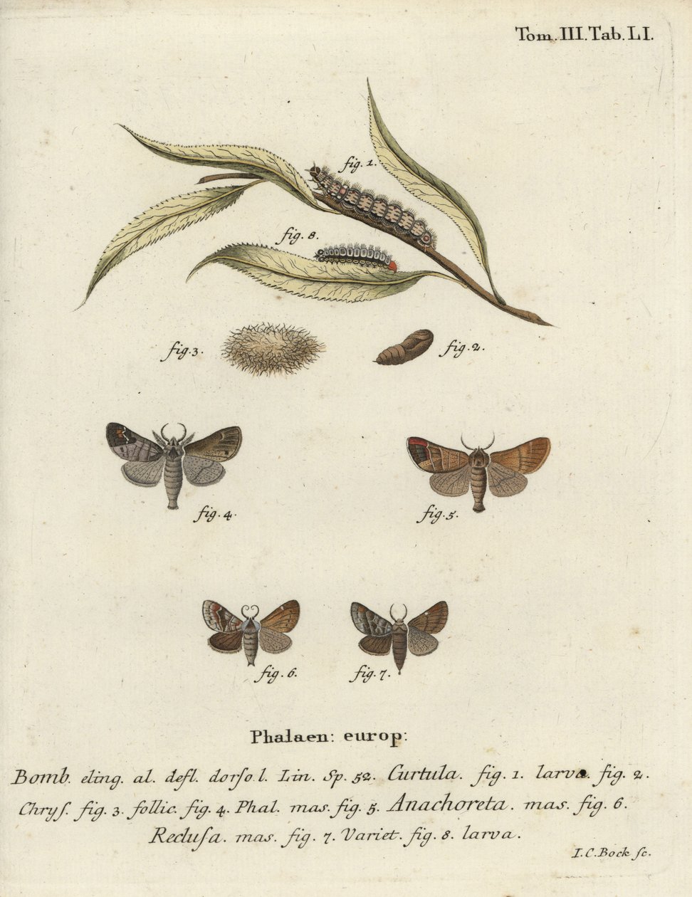 Motyle czekoladowe. autorstwa Johann Carl Bock