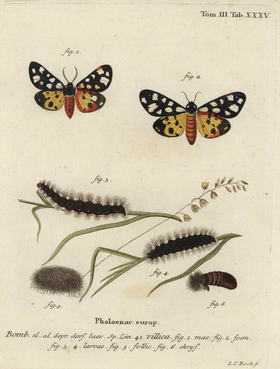 Ćma tygrysia kremowa, Epicallia villica. autorstwa Johann Carl Bock
