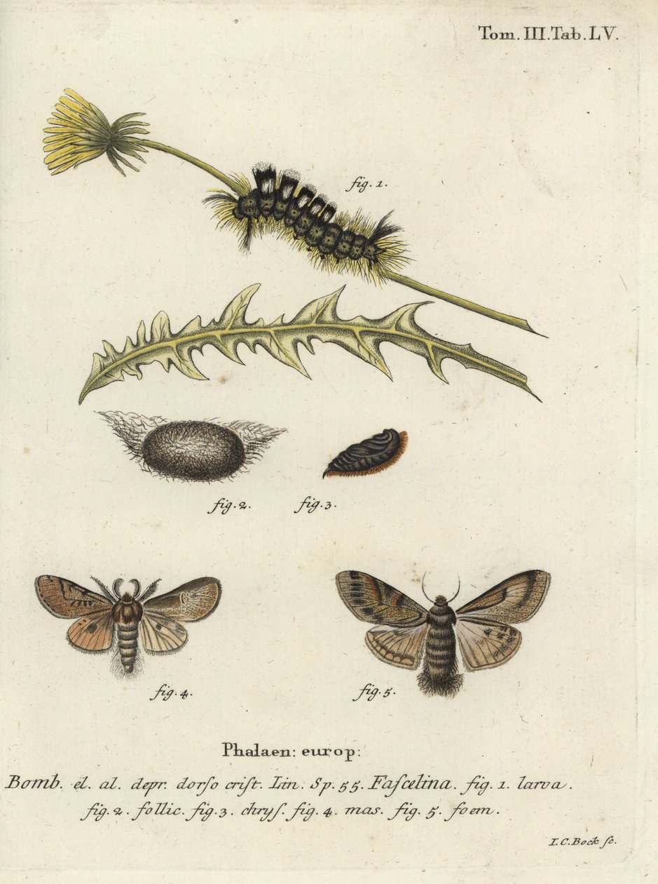 Ciemny kęp, Dicallomera fascelina. autorstwa Johann Carl Bock