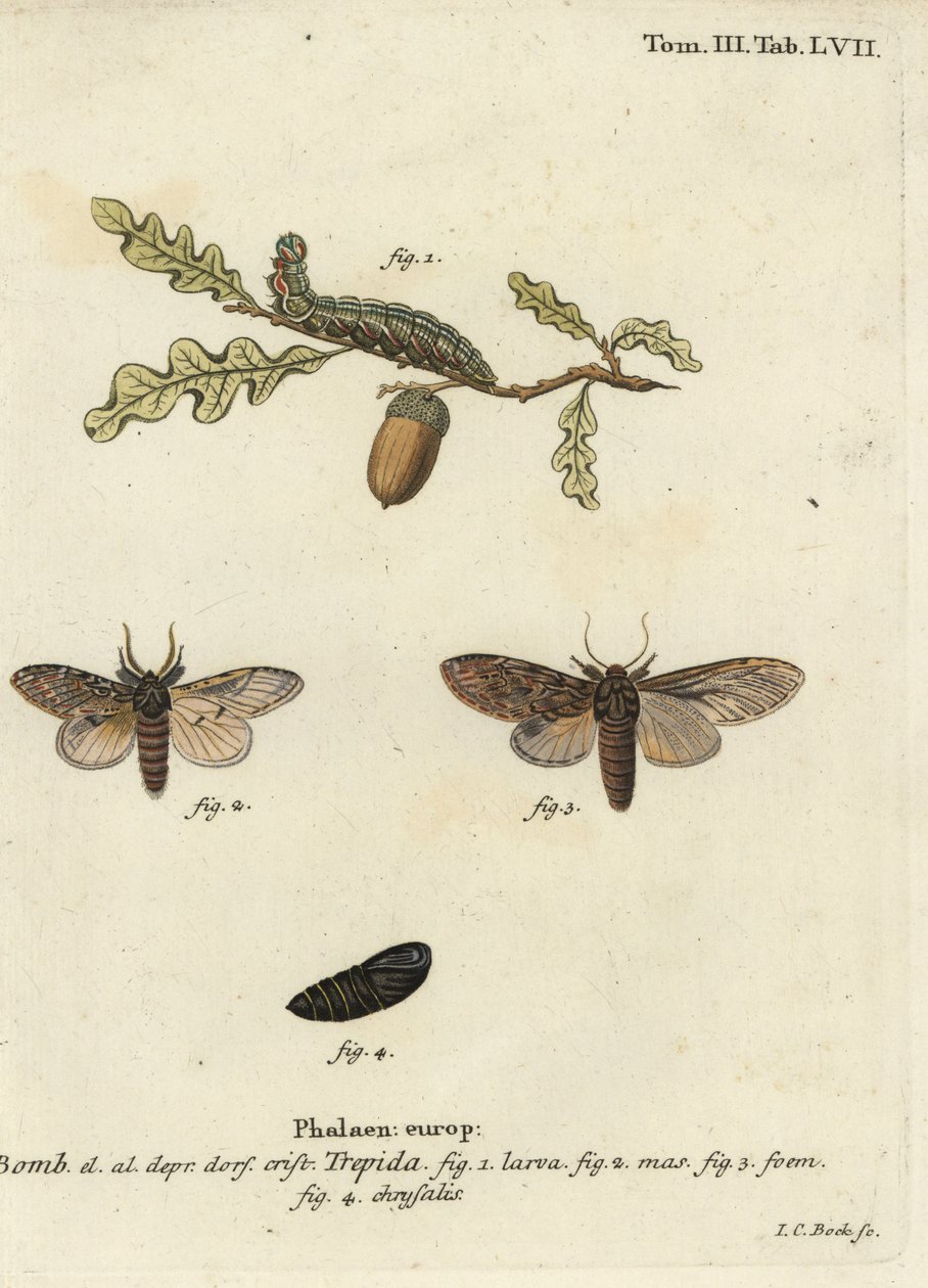 Wielkie wybitne, anceps Peridea. autorstwa Johann Carl Bock